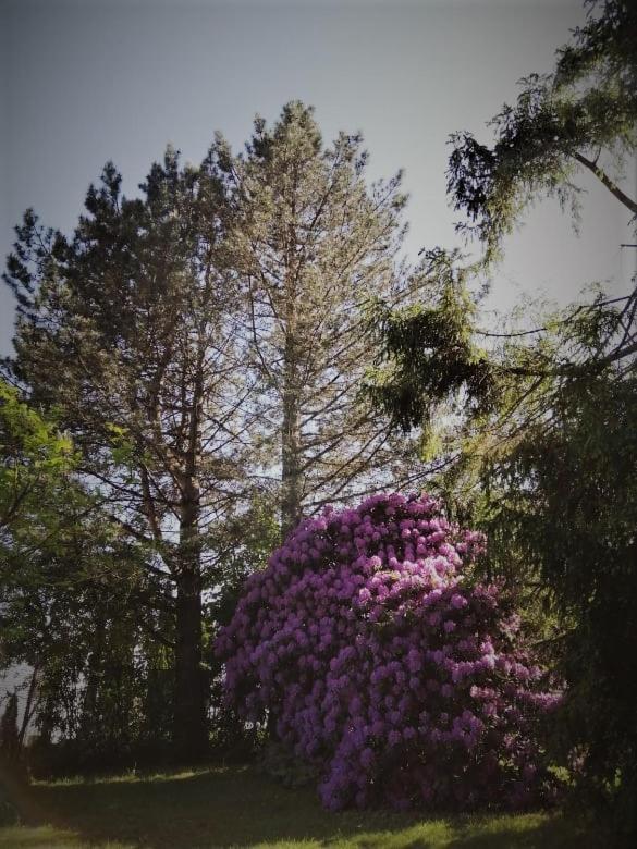 Chalpa Na Skarpie Villa Meszna Kültér fotó